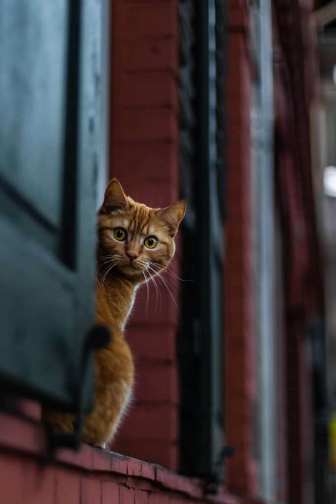 A cat in front of his neibghor door