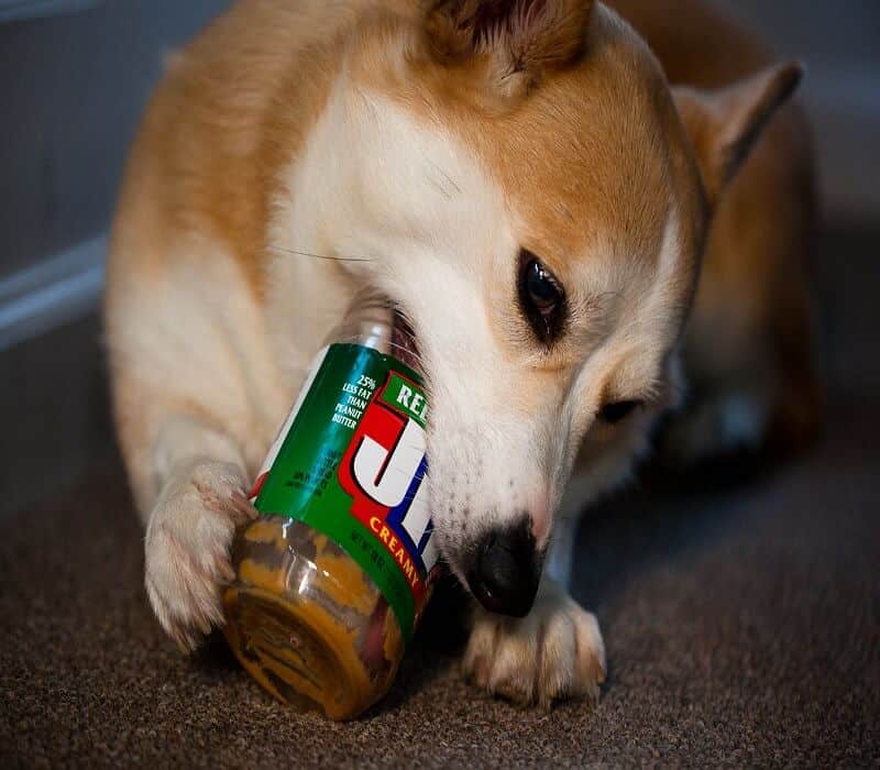 My Dog Doesn't Like Peanut Butter: You Won't Believe Why! | Pets Curiousity