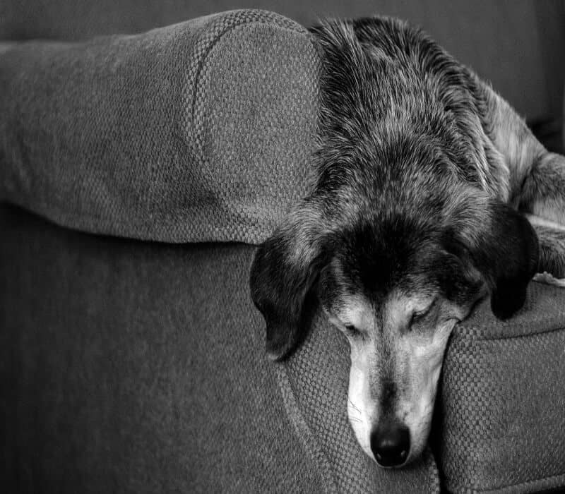 why-do-dogs-rest-their-heads-on-furniture-pets-curiousity