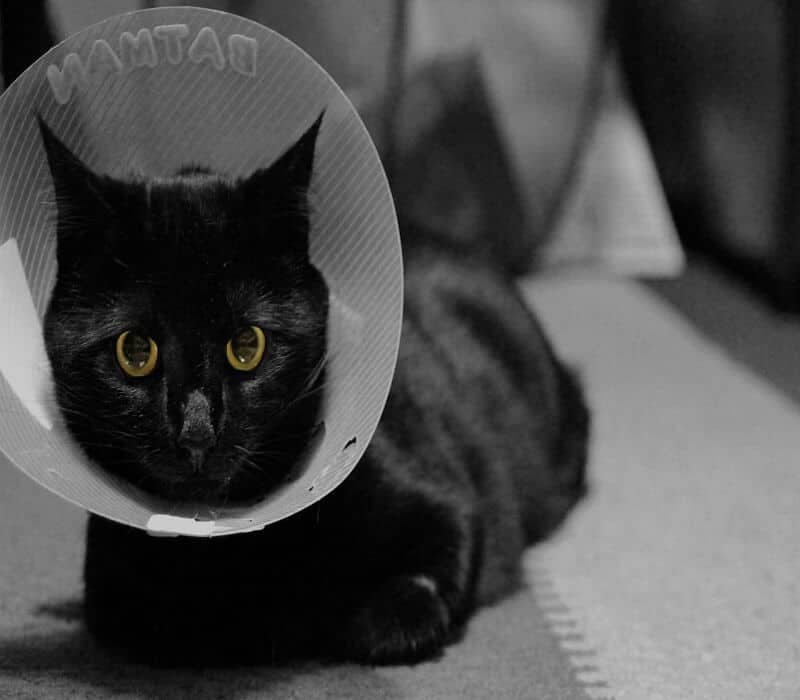 A black cat with cone on
