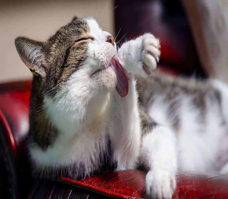 Cat licking his paw