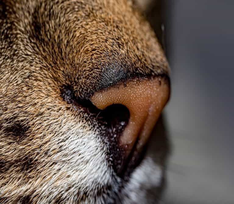 Why Does My Cat's Nose Drip When Happy? Unveiling the Facts Pets