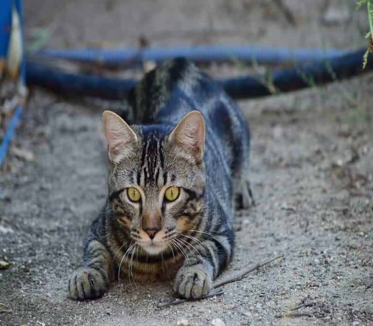 Why Is My Cat Crawling on Its Belly? Understanding the Reasons