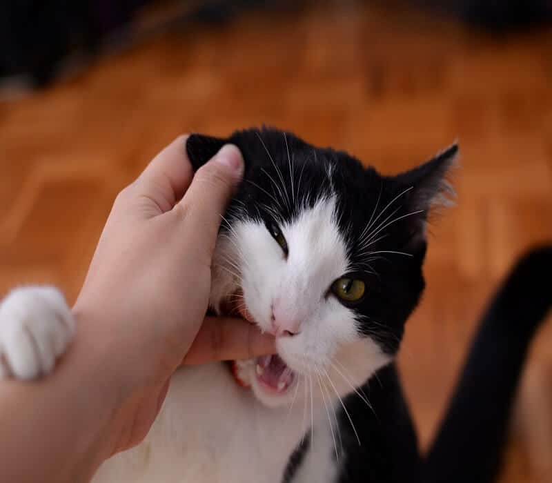 Why Does My Cat Bite Me When Hungry