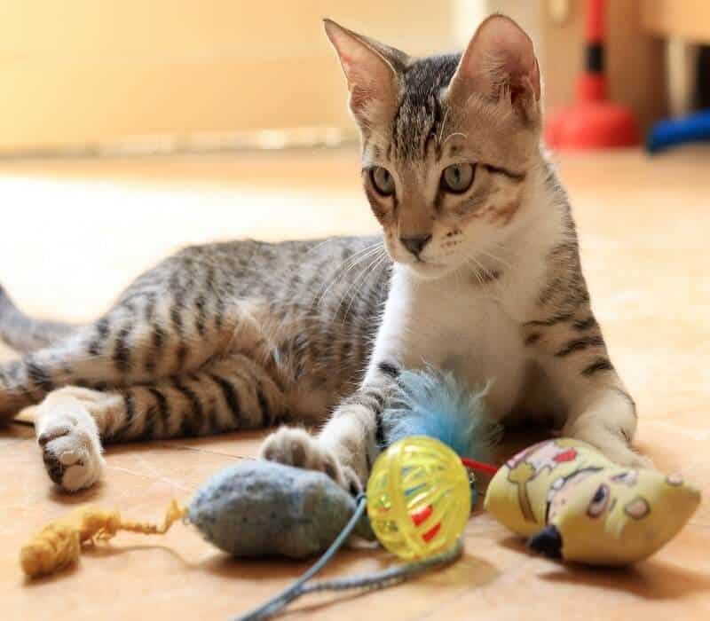 Cat with several toys on the ground