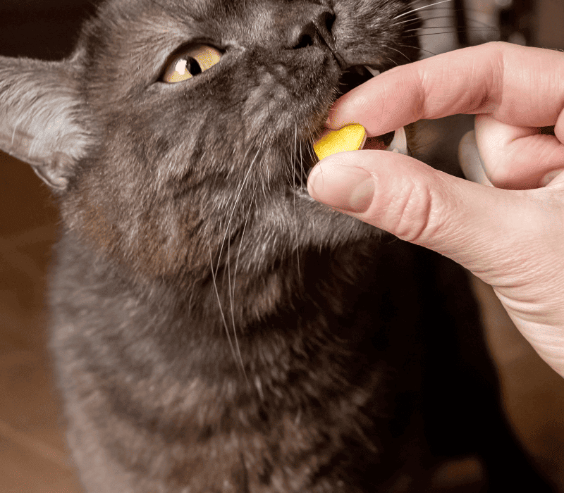 Alternative to Pill Pockets for Cats