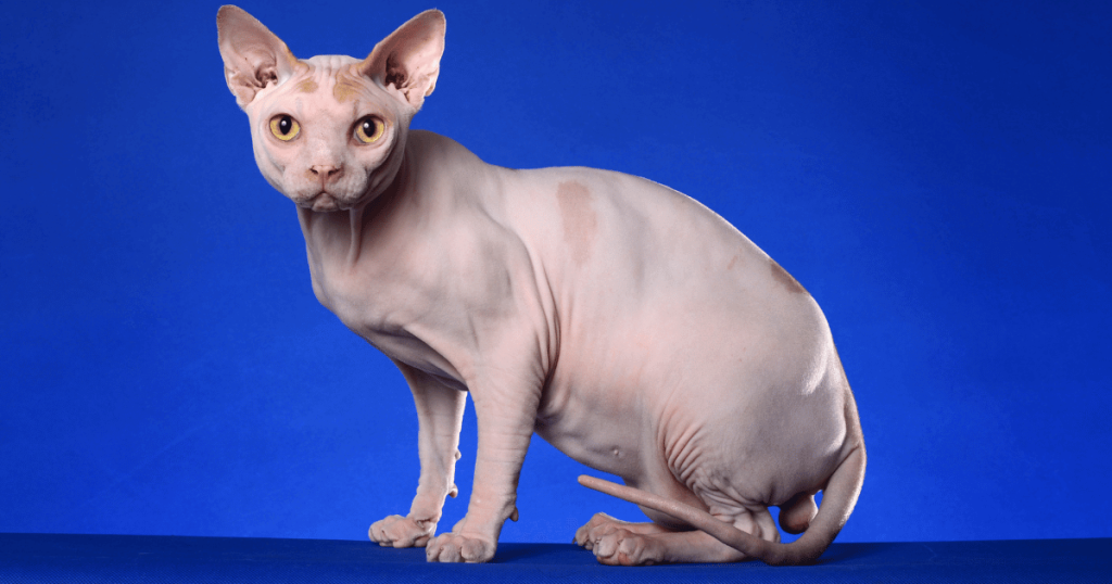 Best Litter for Sphynx Cats