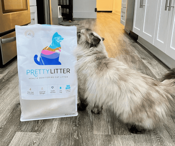 A cat smelling pretty litter package