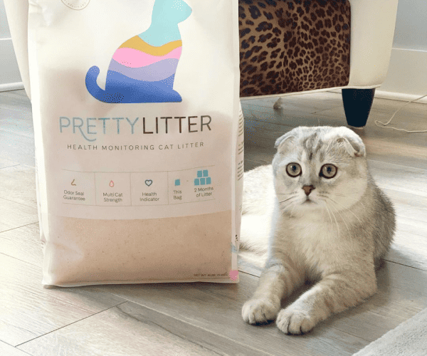 A cat lying near Pretty Litter's bag
