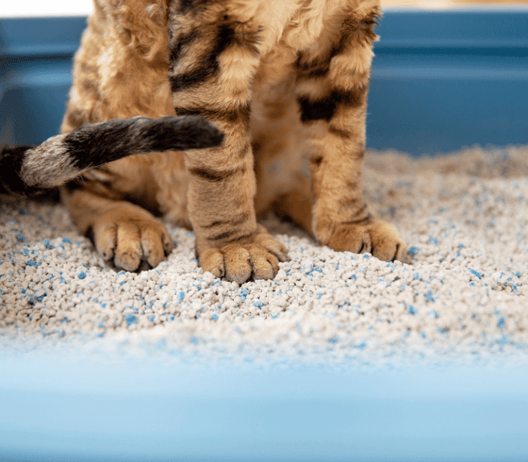 Top 5 Best Cat Litters for Diabetic Cats (June 2024)