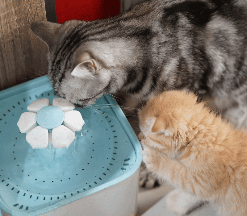 Two cats drinking water from a water fountain