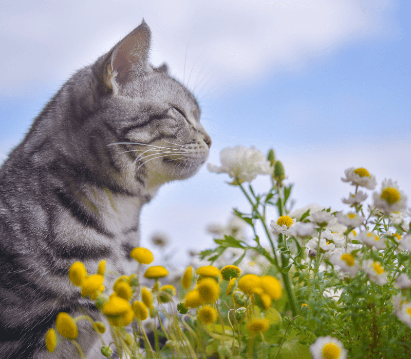 A cat smelling vanilla flower