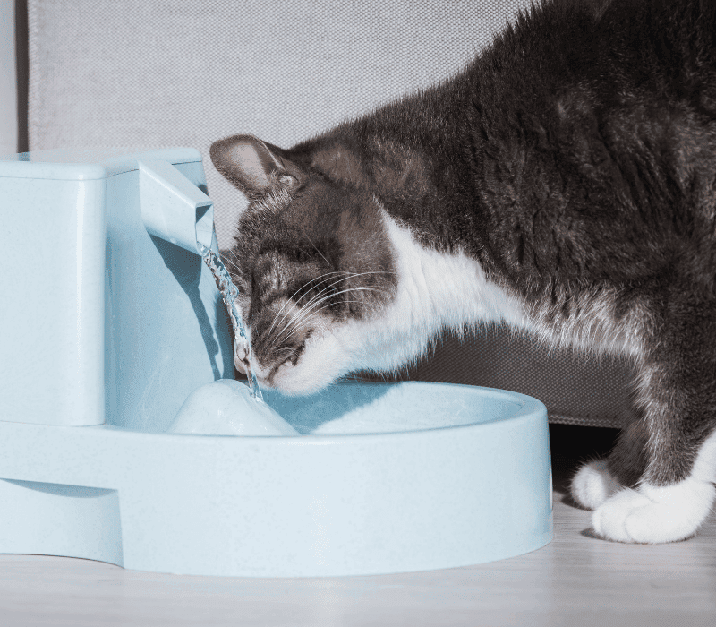 Cat drinking water from a blue water fountain