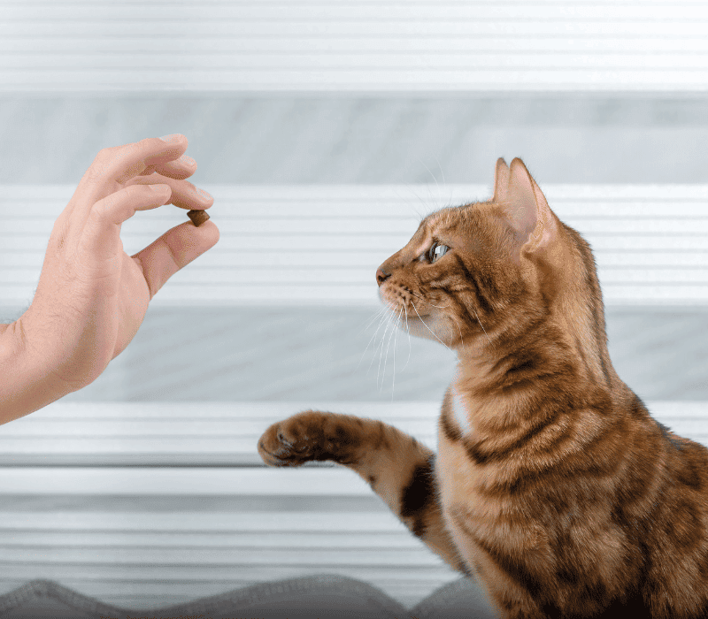 Owner giving his cat a treat