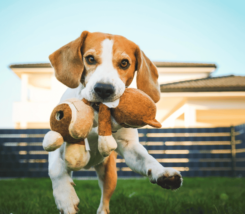 Why Does My Dog Push His Toys Against Me? Pet Owner's Guide