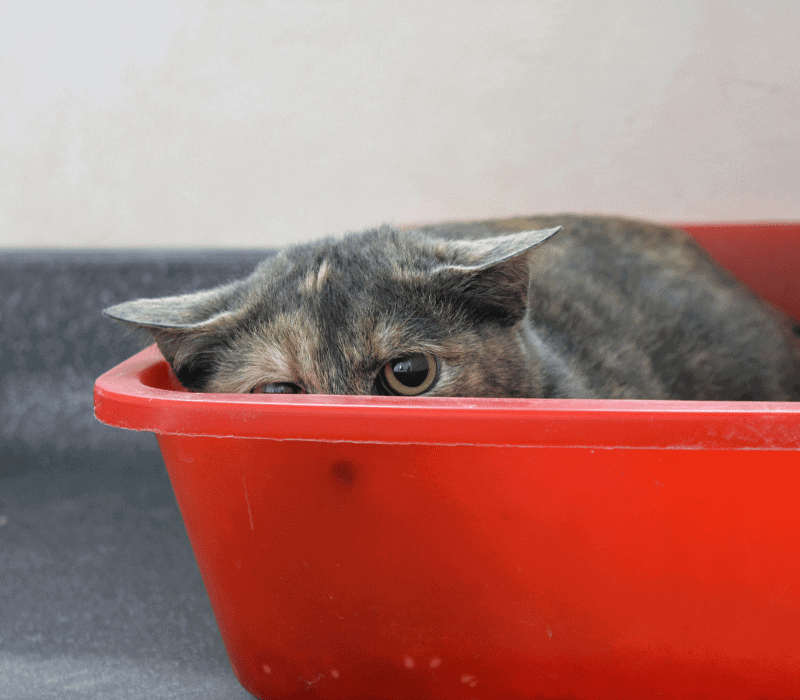 A scared cat hiding in a litter box