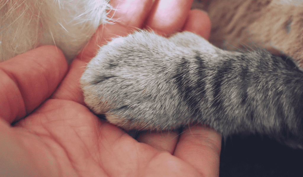 Cat's paw on his human's hand