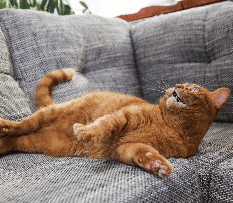 orange cat on a couch
