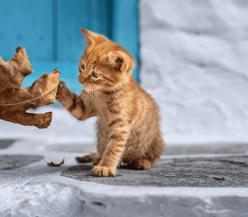 Orange kitten touching a leaf