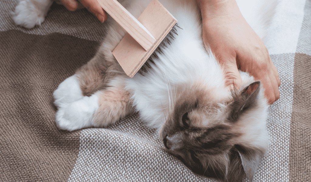 A cat owner brushing his cat