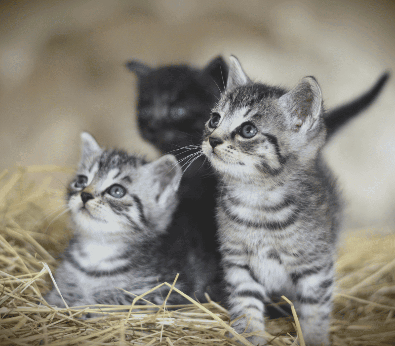 Three kittens from the same litter