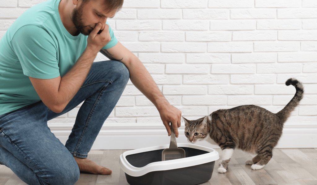 A cat litter box smelling bad