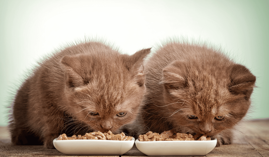 Kittens with bowls of food