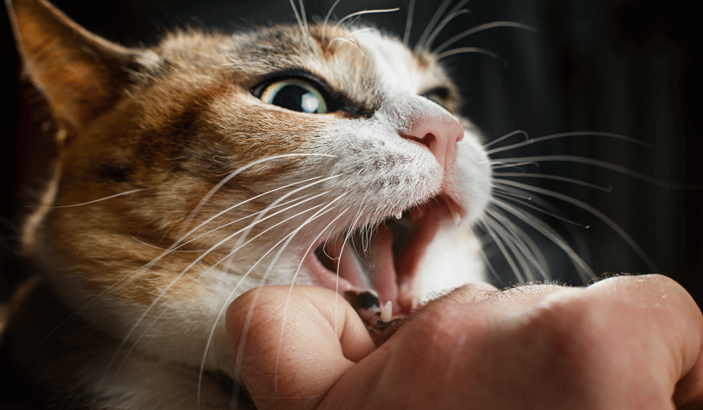 Ginger cat biting owner
