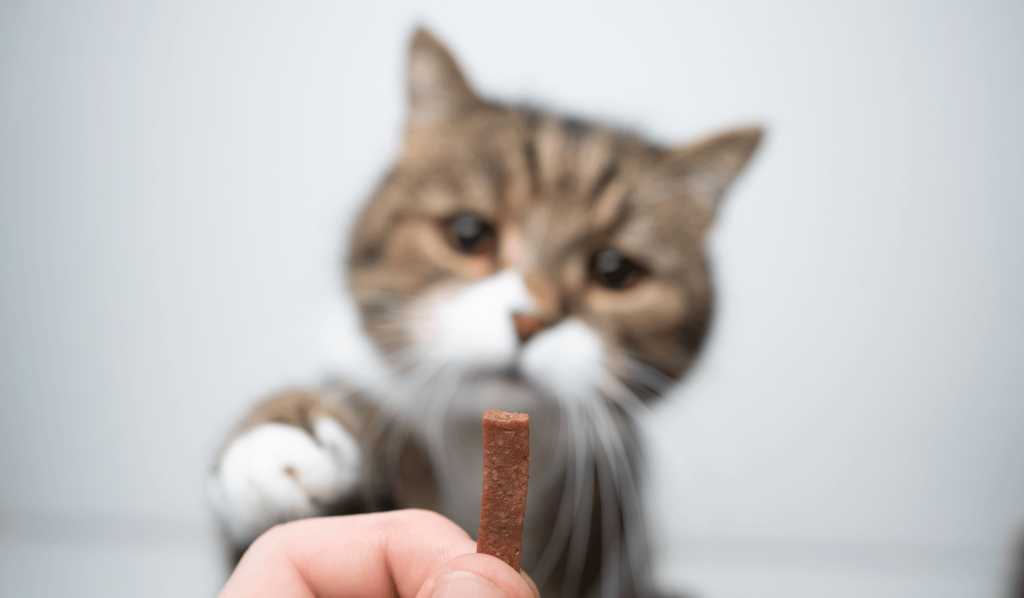 Owner offering his cat a treat