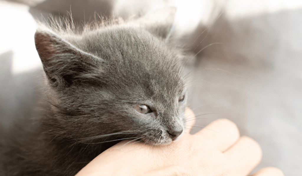 Kitten biting owner's hand