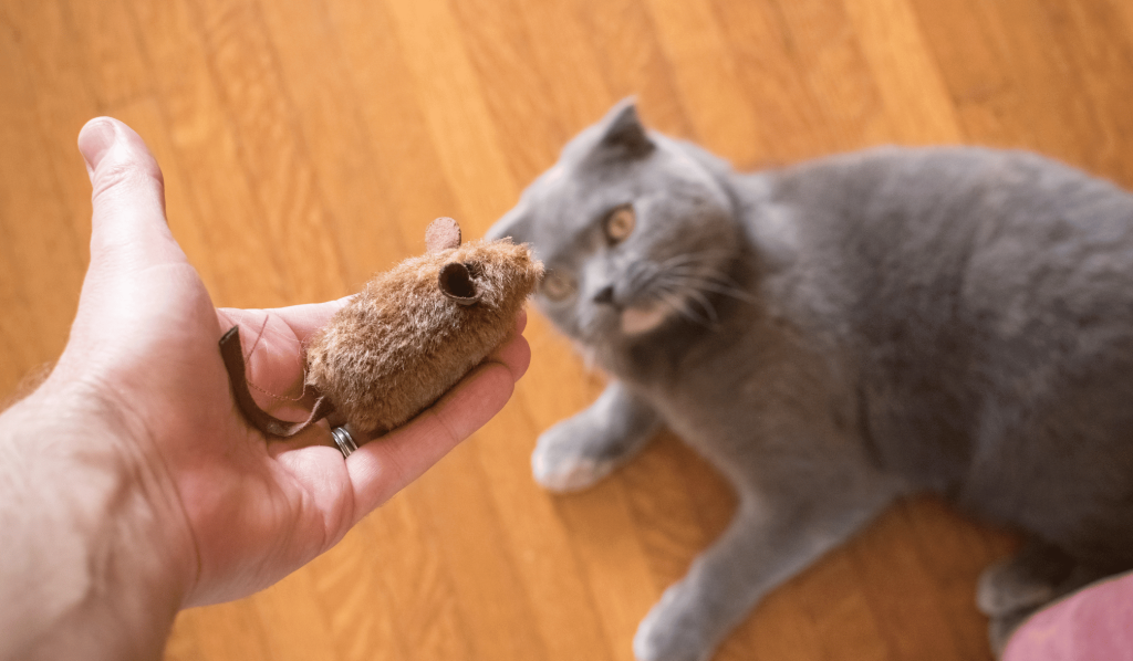Owner offering toy to his cat