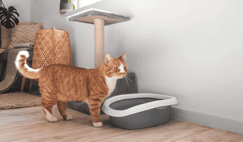 Orange cat near his litter box