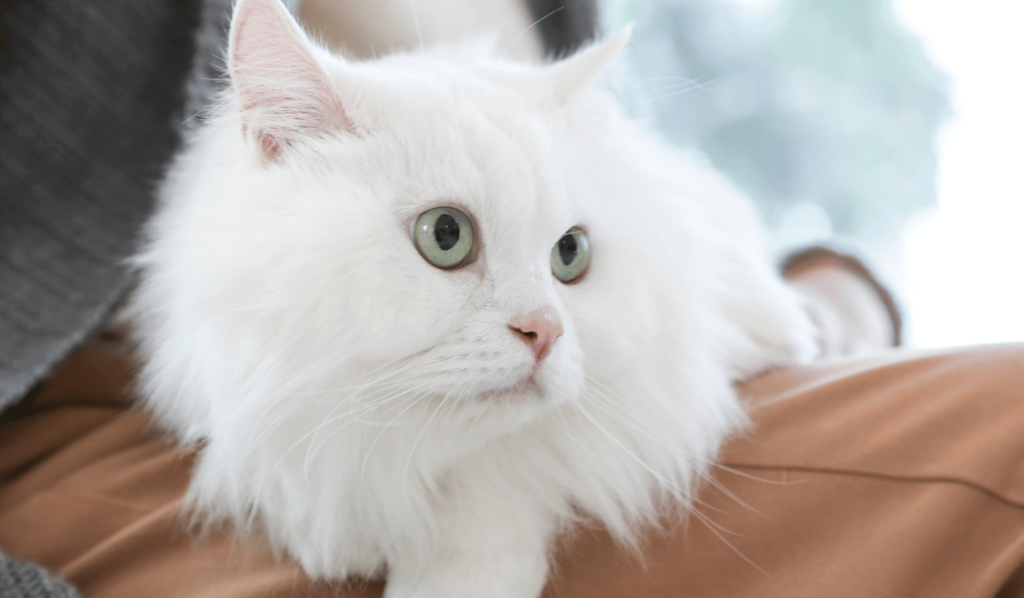 White cat lying on his owner's legs