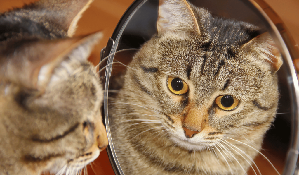 Cat looking at himself on the mirror