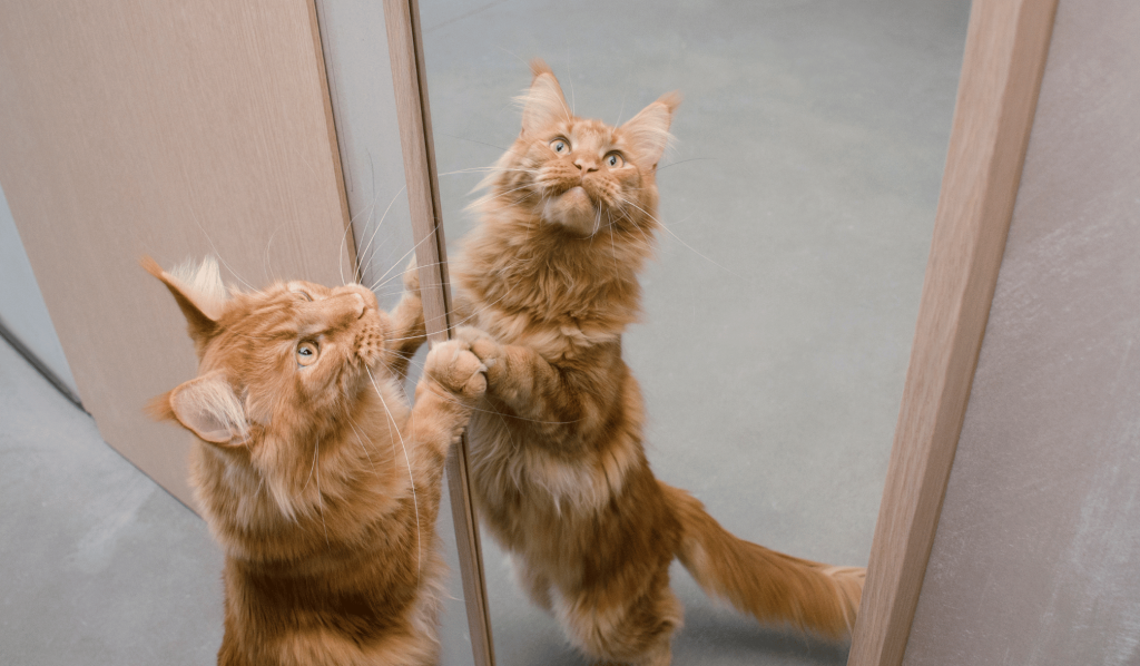 Orange cat standing in front of a mirror