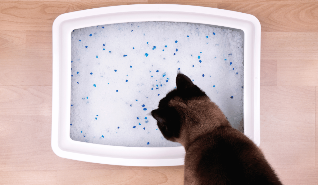 Silica gel cat litter