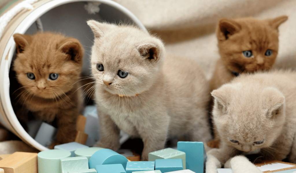 four kittens from the same litter