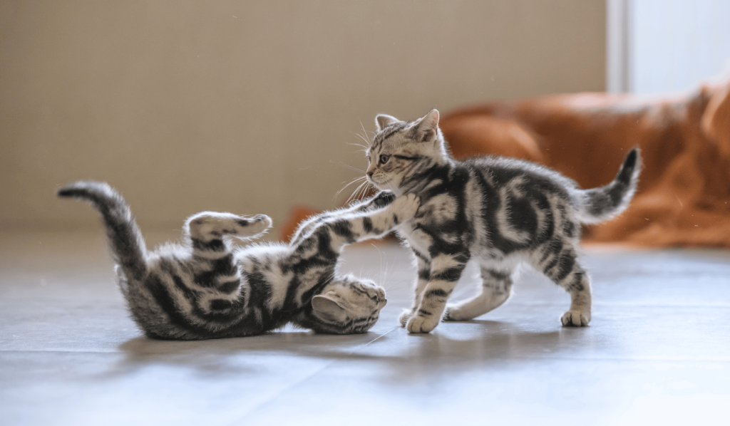 Two kittens playing together