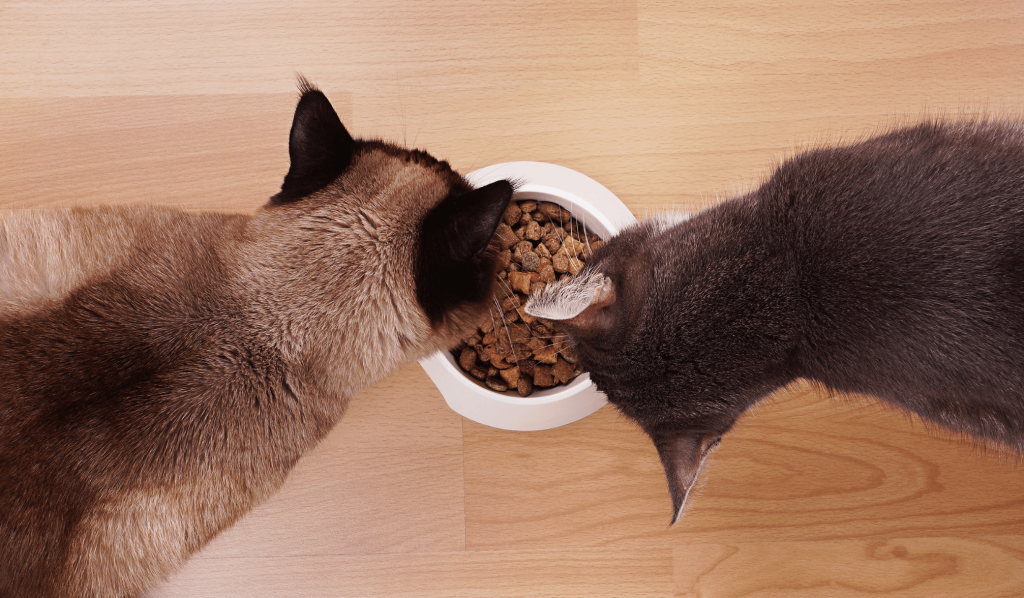 Two cats eating from the same bowl of food