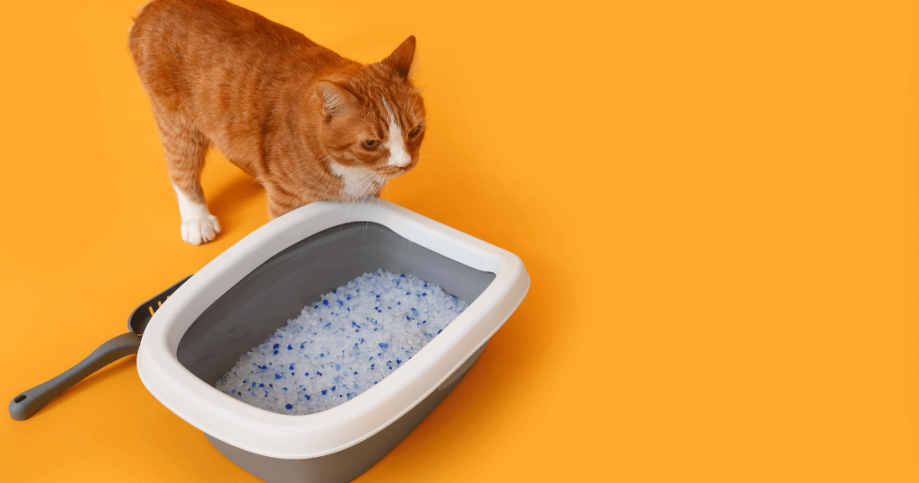 How to Stop Cat Litter From Sticking to the Box