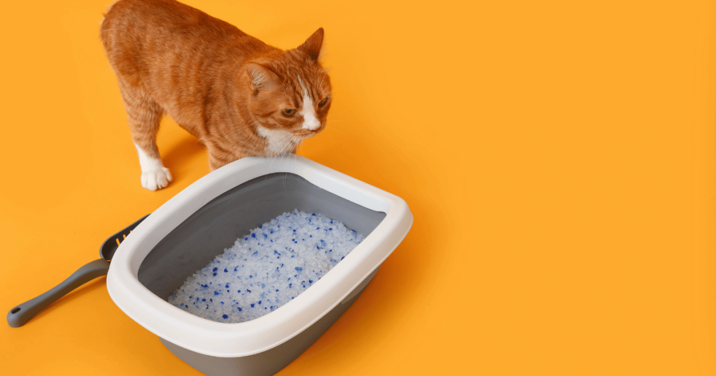 How To Stop Cat Litter From Sticking To The Box 6 Easy Tips