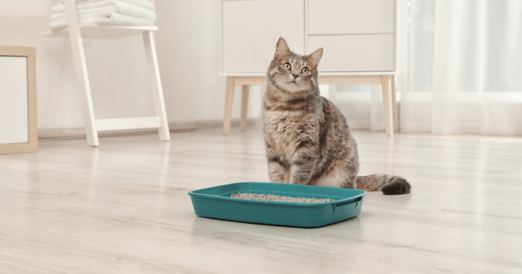 Cat waiting for owner to clean litter box