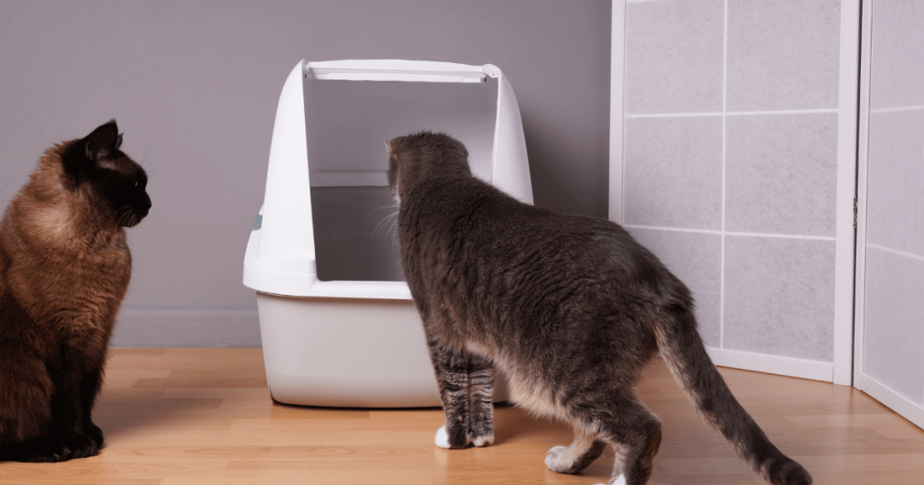 Inadequate Number of Litter Boxes