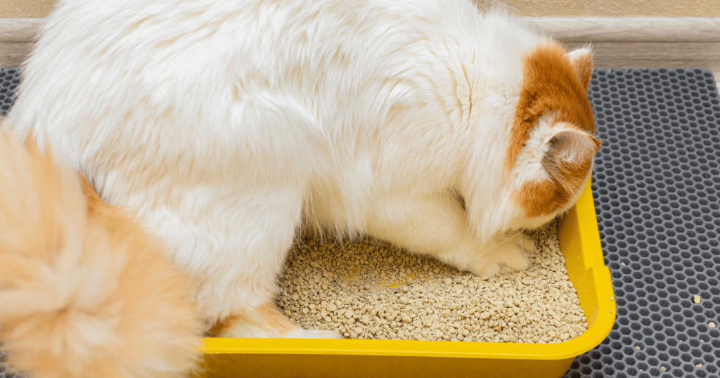How to Stop Your Cat From Playing in Their Litter Box