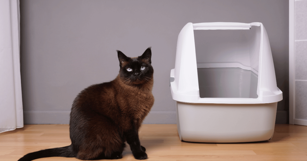 Cat in front of Covered Litter Box