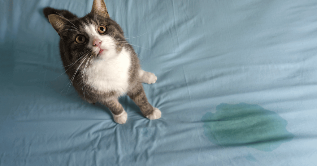 Cat peed on mattress