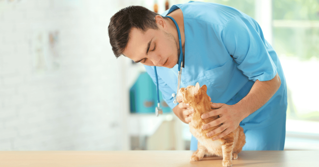 A male vet with an orange cat