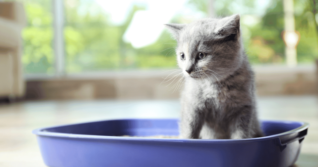 Introducing cat litter to kitten
