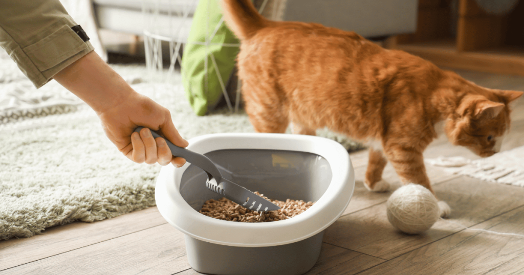 Owner cleaning cat litter