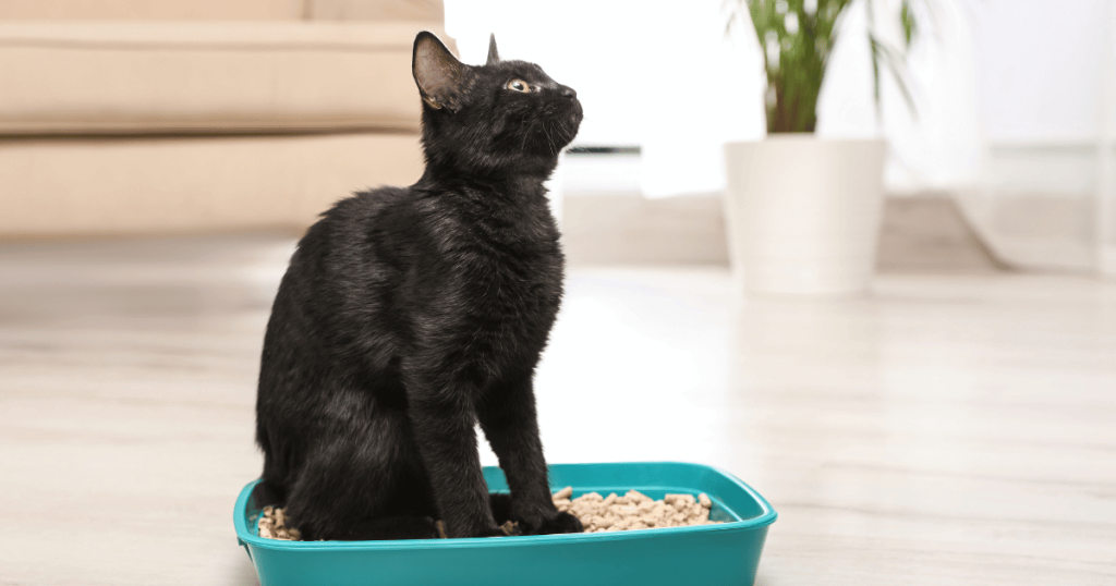 Black cat on litter box